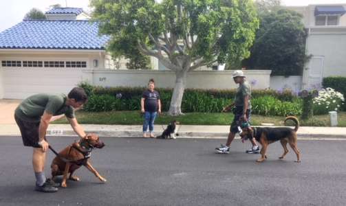 Behavior Modification & Problem Solving