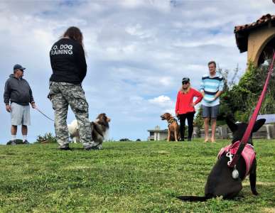 Canine Good Citizen Class